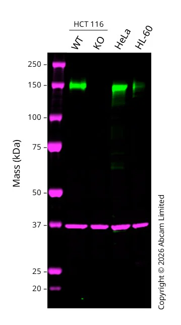 Western blot - Anti-KIAA0319L antibody [EPR28329-62] (AB315027)