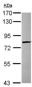 Western blot - Anti-KIAA0323 antibody - C-terminal (AB154059)