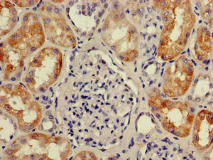 Immunohistochemistry (Formalin/PFA-fixed paraffin-embedded sections) - Anti-KIAA0467 antibody (AB234683)