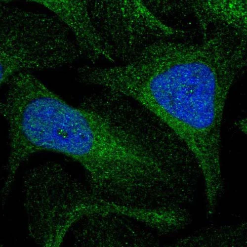 Immunocytochemistry/ Immunofluorescence - Anti-KIAA0513 antibody (AB121430)