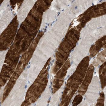 Immunohistochemistry (Formalin/PFA-fixed paraffin-embedded sections) - Anti-KIAA0513 antibody (AB121430)