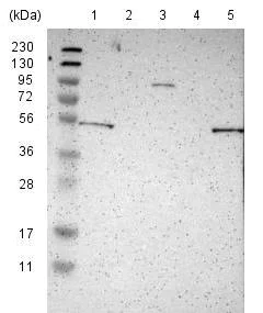 Western blot - Anti-KIAA0513 antibody (AB121430)