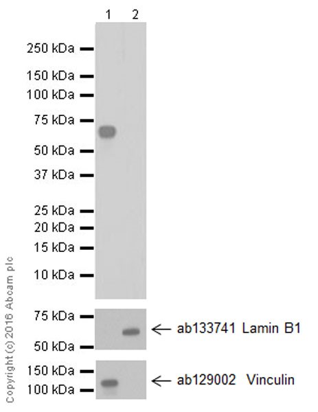 Western blot - Anti-KIAA0652/ATG13 antibody [EPR19601] (AB201467)