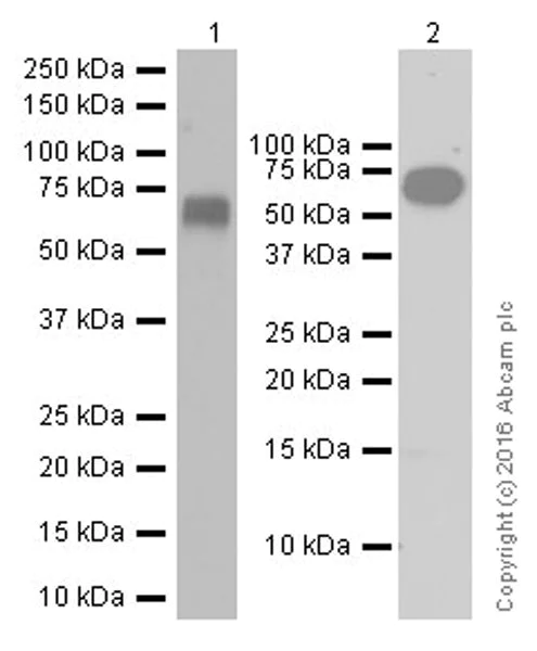 Western blot - Anti-KIAA0652/ATG13 antibody [EPR19601] (AB201467)