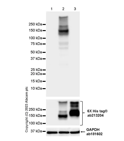 Western blot - Anti-KIAA1199 antibody [EPR27442-24] - BSA and Azide free (AB308291)