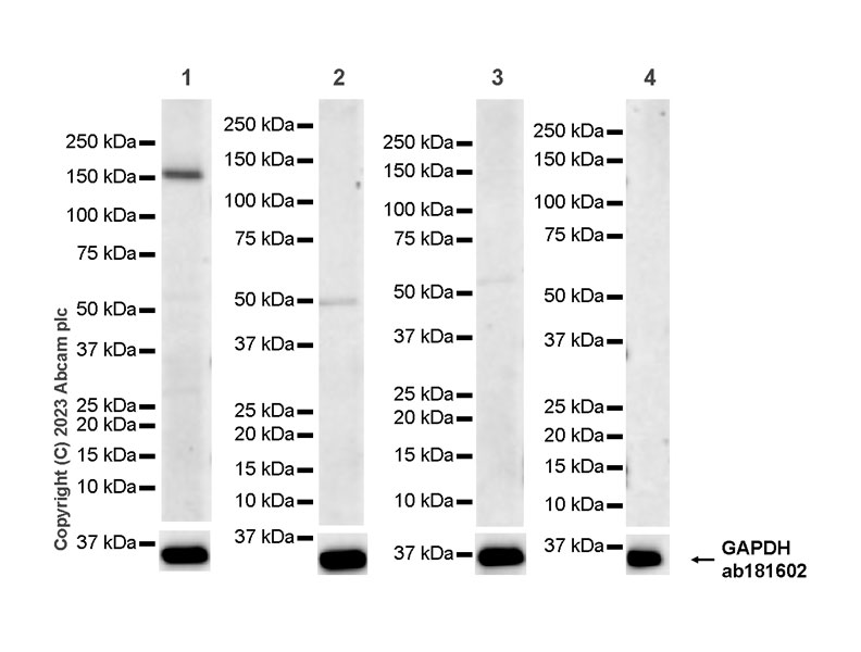 Western blot - Anti-KIAA1199 antibody [EPR27442-24] - BSA and Azide free (AB308291), expandable thumbnail