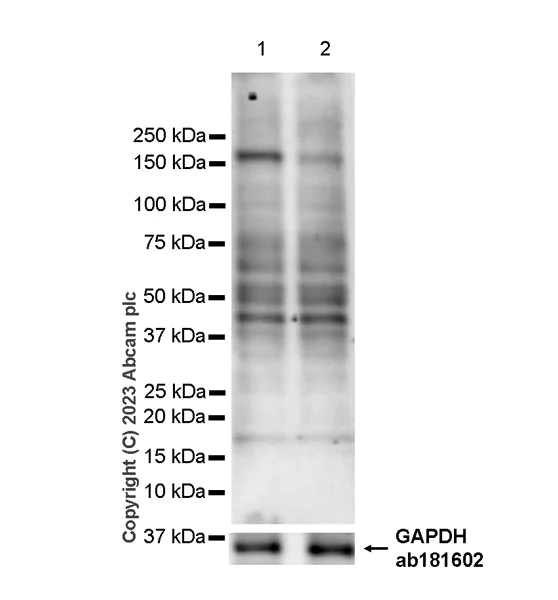 Western blot - Anti-KIAA1199 antibody [EPR27442-24] - BSA and Azide free (AB308291)