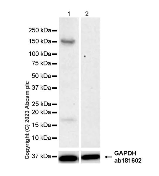 Western blot - Anti-KIAA1199 antibody [EPR27442-24] - BSA and Azide free (AB308291)
