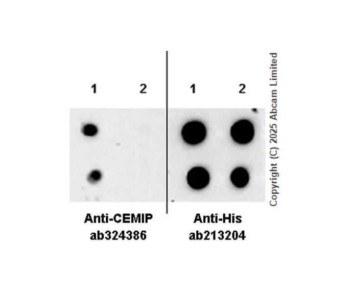 Dot Blot - Anti-KIAA1199 antibody [EPR30046-538] (AB324386)