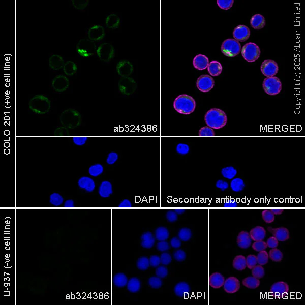 Immunocytochemistry/ Immunofluorescence - Anti-KIAA1199 antibody [EPR30046-538] (AB324386)