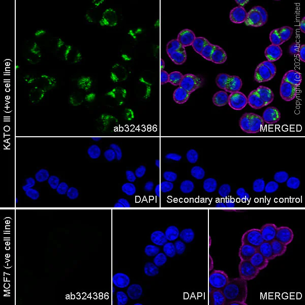 Immunocytochemistry/ Immunofluorescence - Anti-KIAA1199 antibody [EPR30046-538] (AB324386)