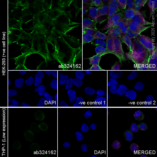 Immunocytochemistry/ Immunofluorescence - Anti-KIAA1279 antibody [EPR30401-526] (AB324162), expandable thumbnail