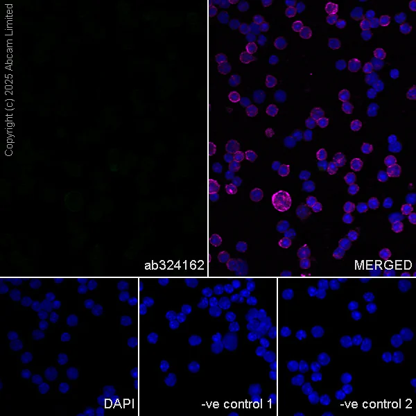 Immunocytochemistry/ Immunofluorescence - Anti-KIAA1279 antibody [EPR30401-526] (AB324162)