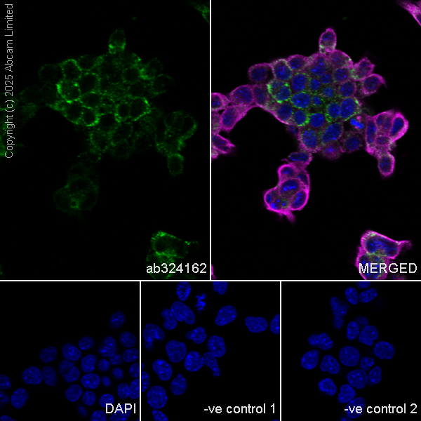 Immunocytochemistry/ Immunofluorescence - Anti-KIAA1279 antibody [EPR30401-526] (AB324162), expandable thumbnail