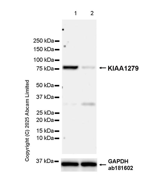 Western blot - Anti-KIAA1279 antibody [EPR30401-526] (ab324162), expandable thumbnail