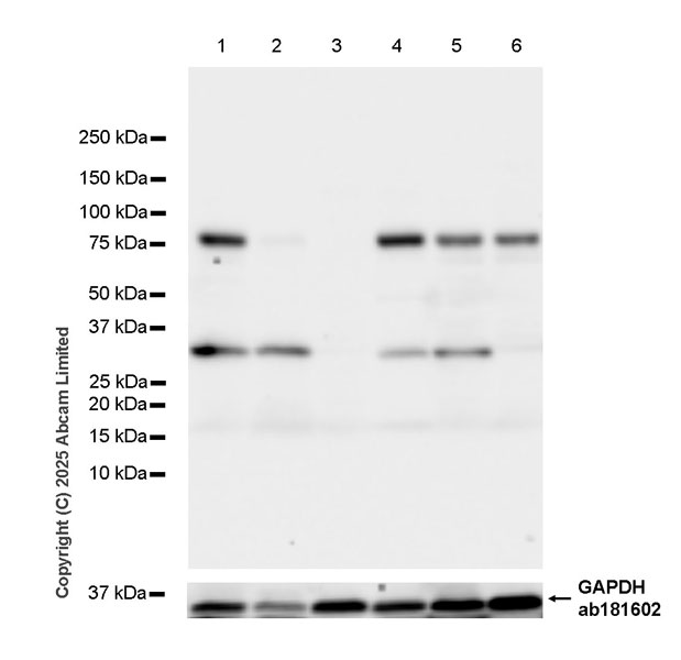 Western blot - Anti-KIAA1279 antibody [EPR30401-526] (ab324162), expandable thumbnail