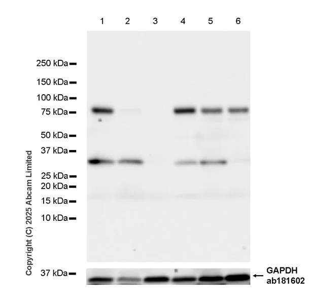 Western blot - Anti-KIAA1279 antibody [EPR30401-526] (AB324162)