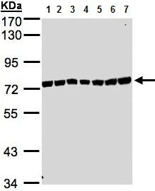 Western blot - Anti-KIAA1530 antibody - N-terminal (AB137644)