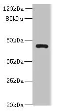 Western blot - Anti-KIAA1576 antibody (AB235311)