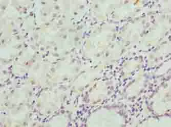 Immunohistochemistry (Formalin/PFA-fixed paraffin-embedded sections) - Anti-KIAA1737/CIPC antibody (AB235359)
