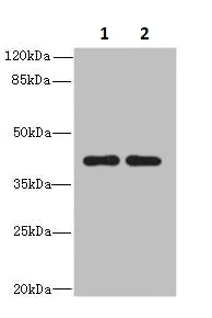 Western blot - Anti-KIAA1737/CIPC antibody (AB235359)