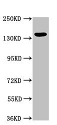 Western blot - Anti-KIAA1881 antibody (AB234752), expandable thumbnail