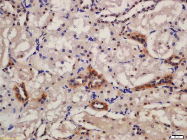 Immunohistochemistry (Formalin/PFA-fixed paraffin-embedded sections) - Anti-KIBRA antibody (AB216508)