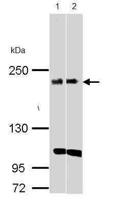 Western blot - Anti-Kidins220 antibody (AB97345)