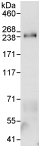 Immunoprecipitation - Anti-KIF13A antibody (AB72414)