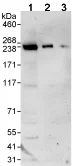 Western blot - Anti-KIF13A antibody (AB72414)