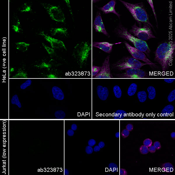 Immunocytochemistry/ Immunofluorescence - Anti-KIF13A antibody [EPR29130-81] (AB323873), expandable thumbnail