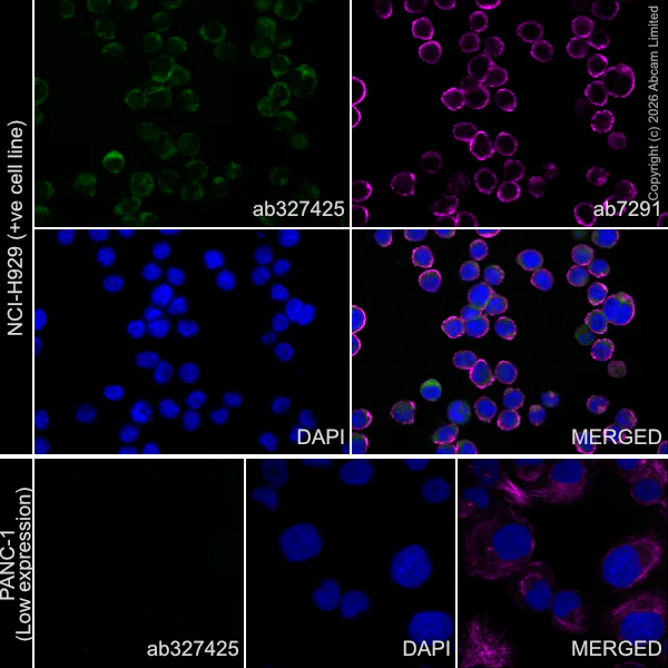 Immunocytochemistry/ Immunofluorescence - Anti-KIF13B antibody [EPR29559-519] (AB327425)