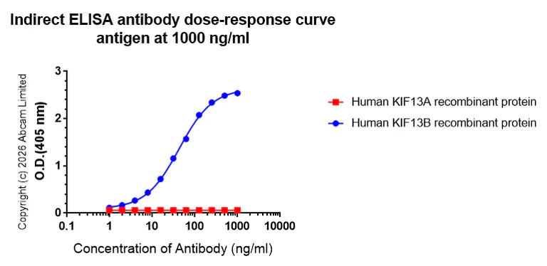 Indirect ELISA - Anti-KIF13B antibody [EPR29559-519] (AB327425)
