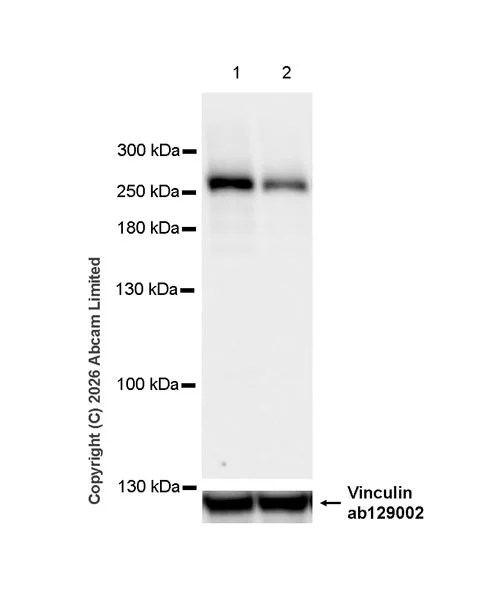 Western blot - Anti-KIF13B antibody [EPR29559-519] (AB327425)