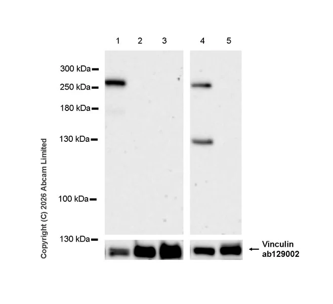 Western blot - Anti-KIF13B antibody [EPR29559-519] (AB327425)