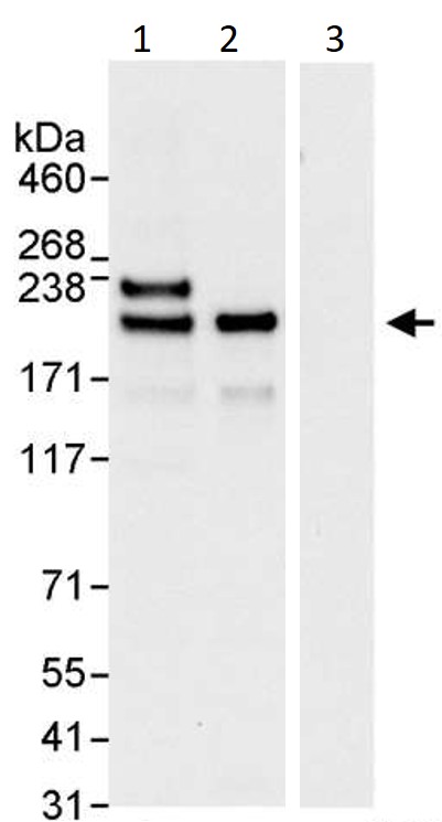 Immunoprecipitation - Anti-KIF14 antibody (AB3746)