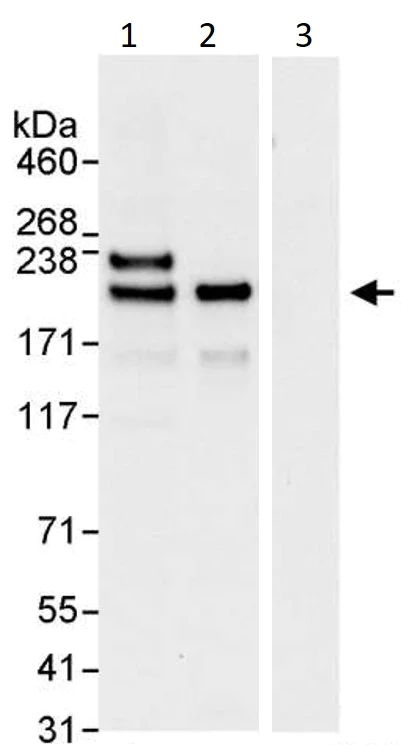 Immunoprecipitation - Anti-KIF14 antibody (AB3746)