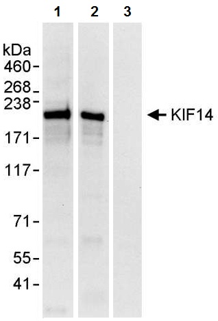 Immunoprecipitation - Anti-KIF14 antibody (AB3747)