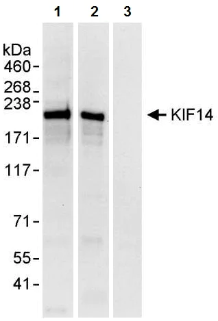 Immunoprecipitation - Anti-KIF14 antibody (AB3747)
