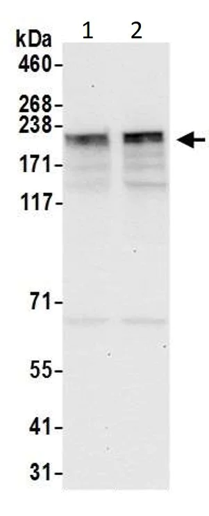Western blot - Anti-KIF14 antibody (AB3747)