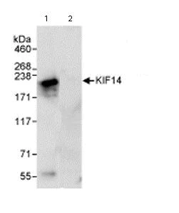 Immunoprecipitation - Anti-KIF14 antibody (AB71155)