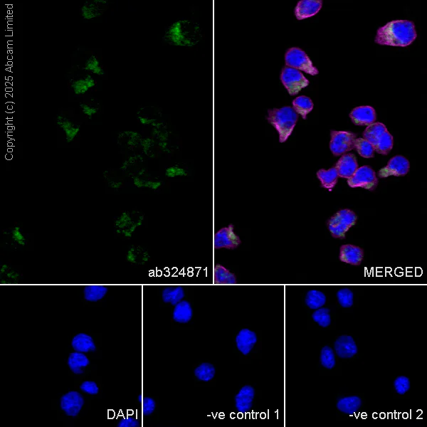 Immunocytochemistry/ Immunofluorescence - Anti-KIF15 antibody [EPR30397-528] (AB324871)