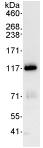 Immunoprecipitation - Anti-KIF18A antibody (AB72417)