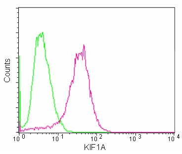 Flow Cytometry (Intracellular) - Anti-KIF1A antibody [EPR11790(B)] (AB180153)