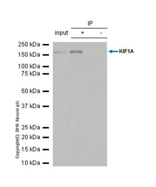Anti-KIF1A antibody [EPR11790(B)]