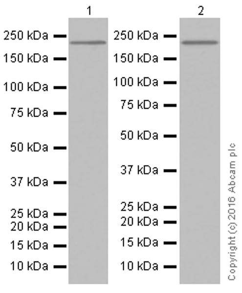 Western blot - Anti-KIF1A antibody [EPR11790(B)] (AB180153)
