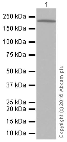 Western blot - Anti-KIF1A antibody [EPR11790(B)] (AB180153)