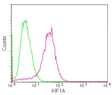 Flow Cytometry (Intracellular) - Anti-KIF1A antibody [EPR11790(B)] - BSA and Azide free (AB240222)