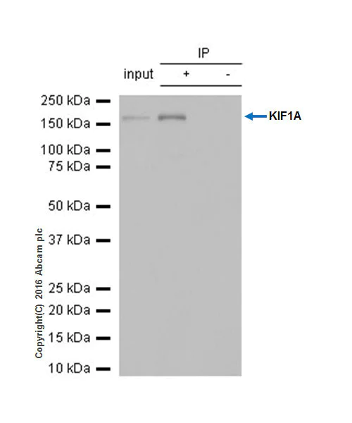 Immunoprecipitation - Anti-KIF1A antibody [EPR11790(B)] - BSA and Azide free (AB240222)