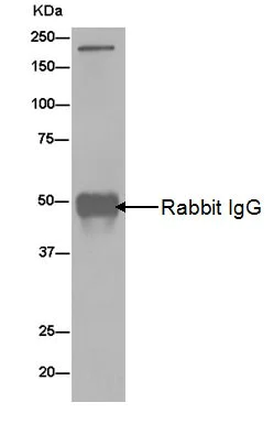 Immunoprecipitation - Anti-KIF1A antibody [EPR11790(B)] - BSA and Azide free (AB240222)